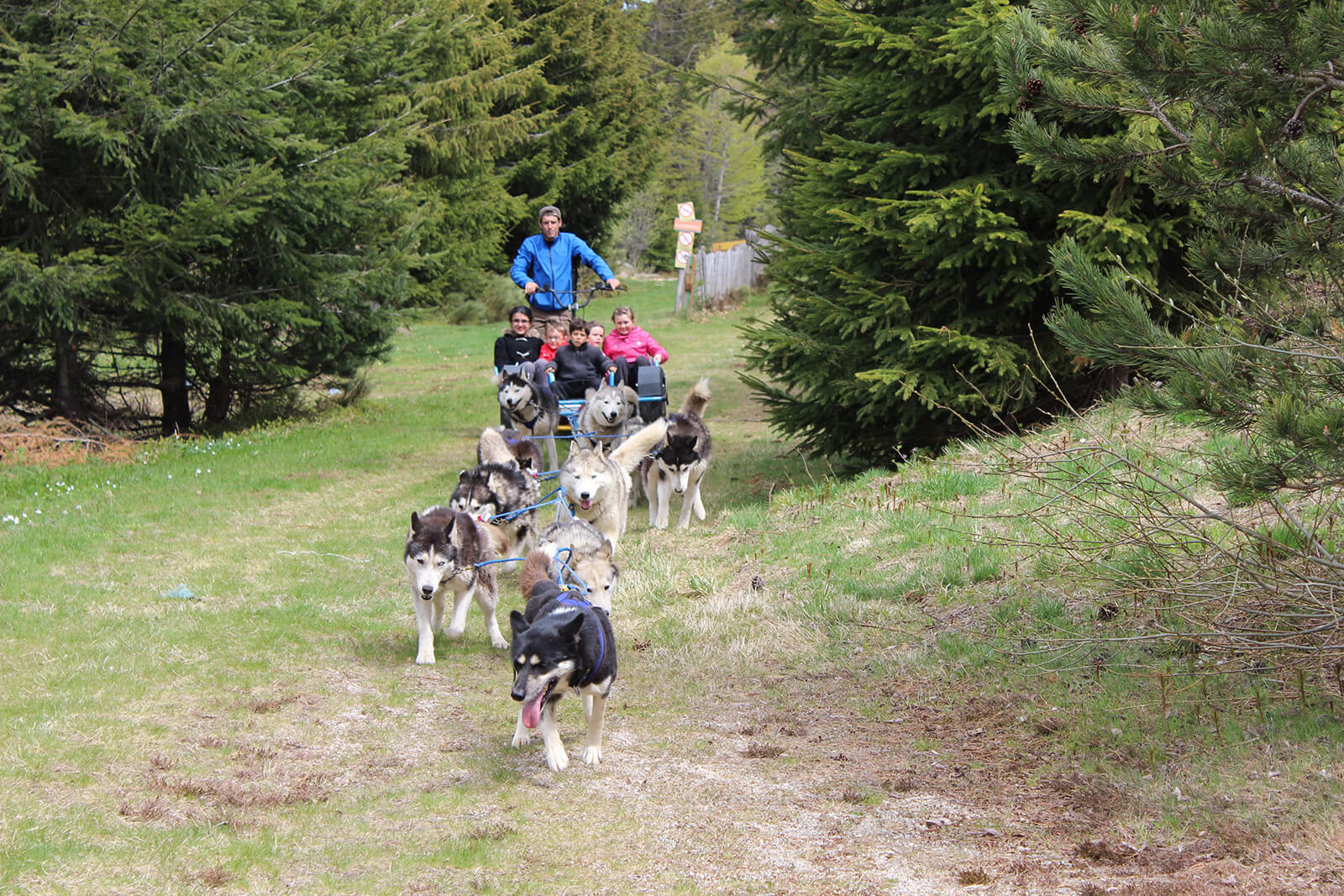 Balade chien traineau Eté