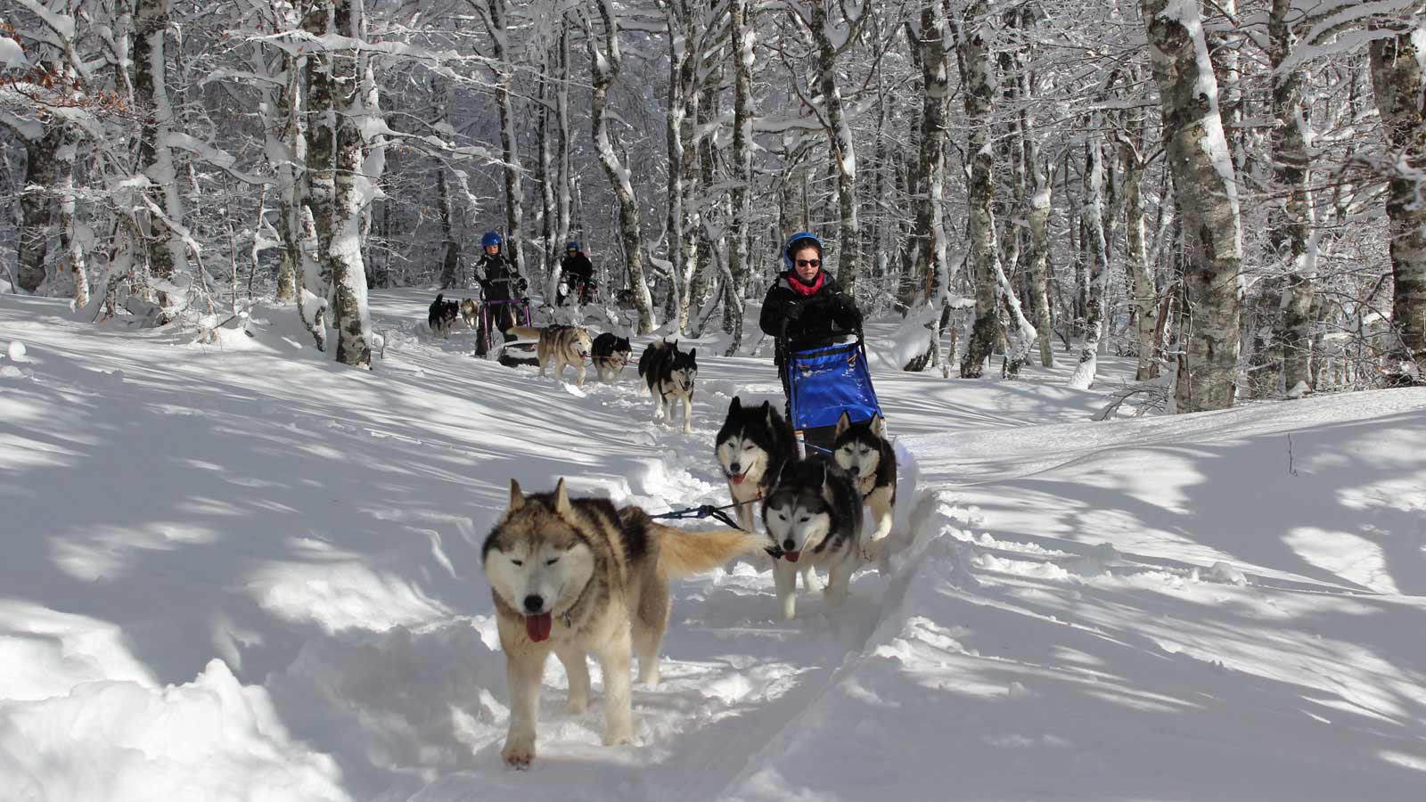 Chiens de traineaux Hiver