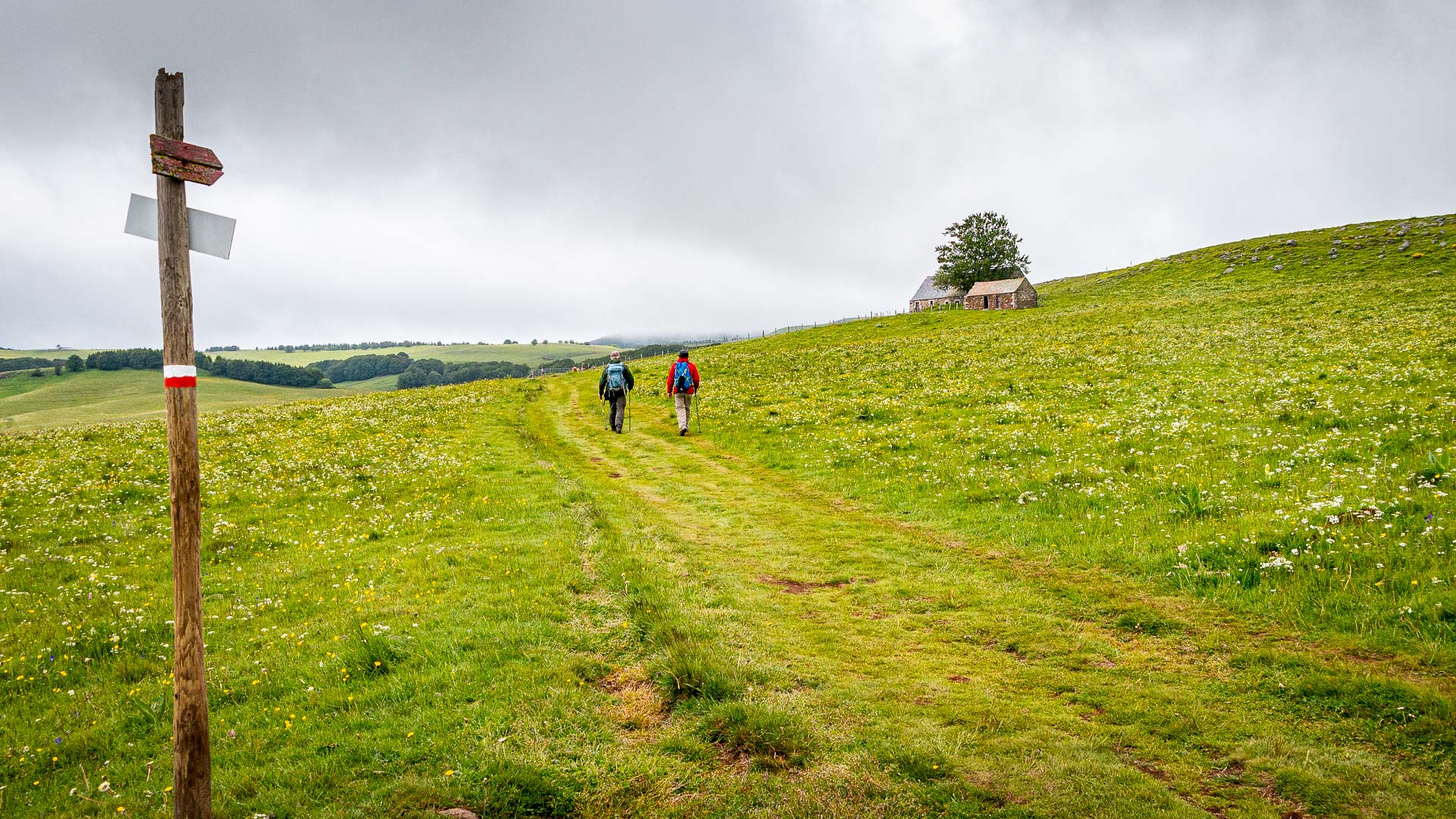 Two hikers walk on the pilgrimage way to santiago de Compostela through the meadows of Aubrac