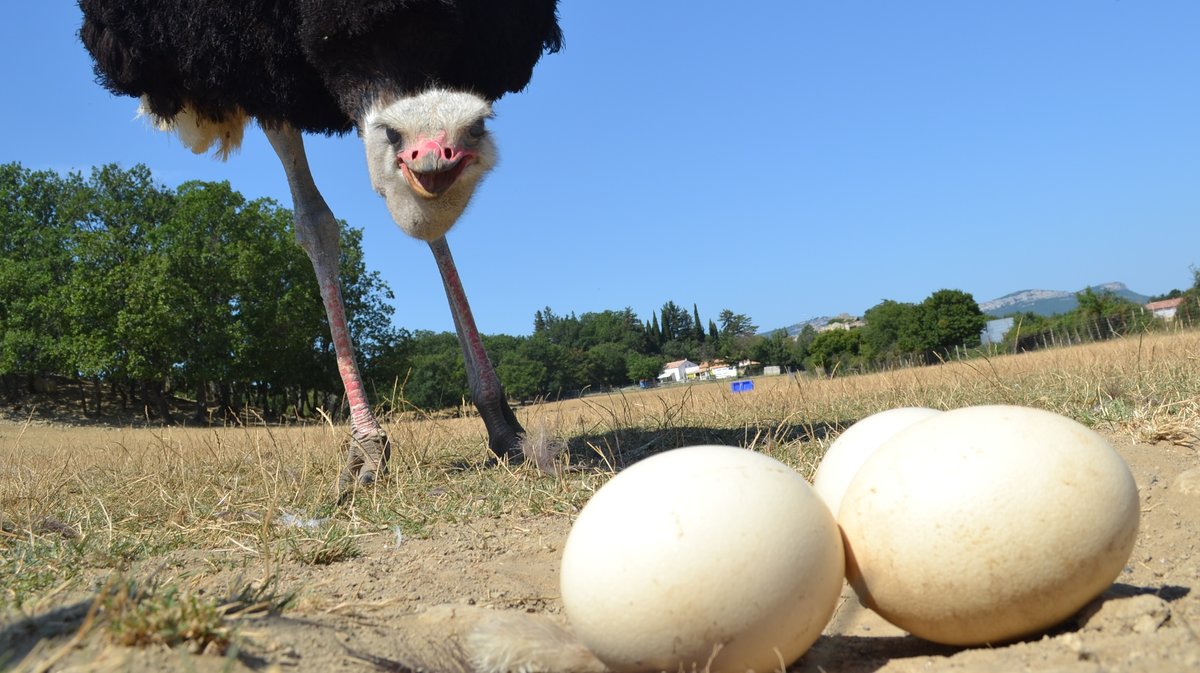 La Ferme aux Autruches