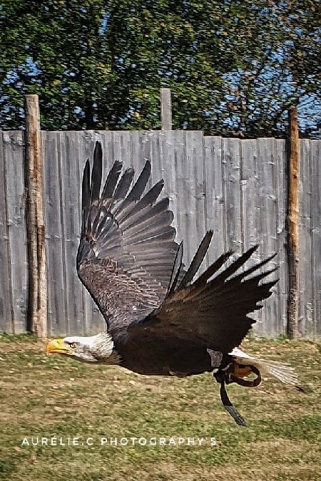 Les rapaces  - Parc animalier du Ségala