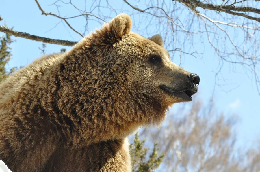 Les ours - Parc animalier du Ségala